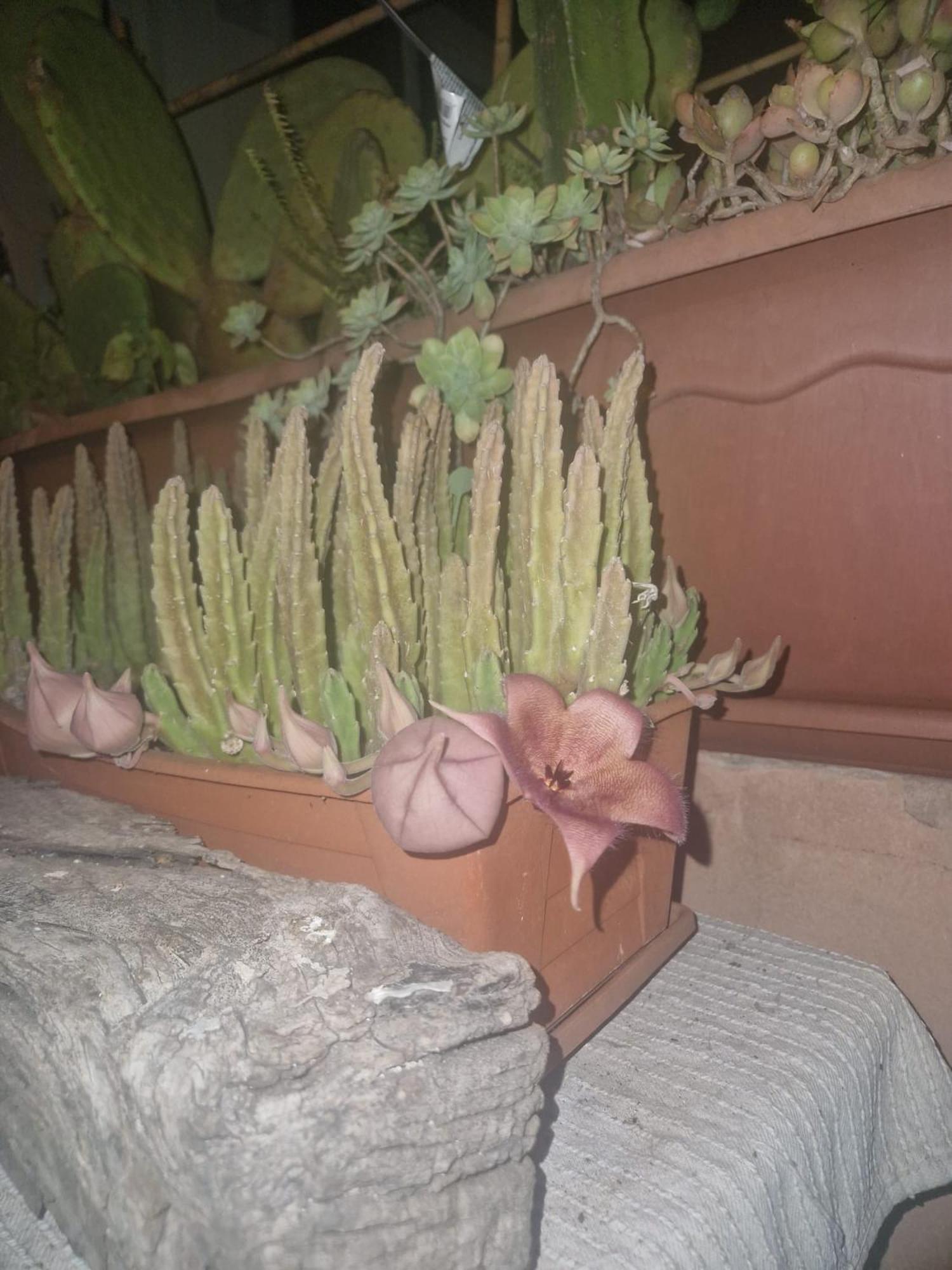 La Casa Di Melina - Home Book & Green Lovely Terrace Pachino Exterior foto